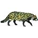 KOT WIWERA CIVET AFRICAN