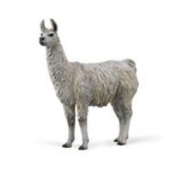 LAMA